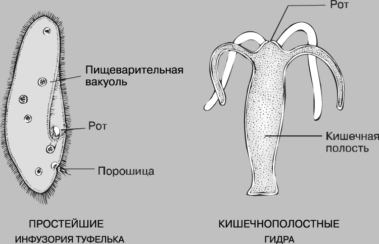 Ссылки в тор